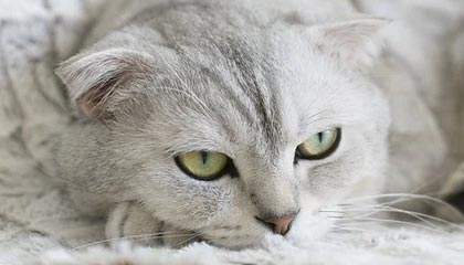 拉萨2026年最新杭州高端商务伴游招聘网渠道分享(最方便真实的拉萨茉莉伴游伴游天下全国联盟方法)